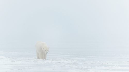 During spring and fall, the region surrounding Kaktovik is known for polar bears. In the summer months, the place transforms into a lush grassland full of wildflowers, caribou, wolves, and grizzly bear.