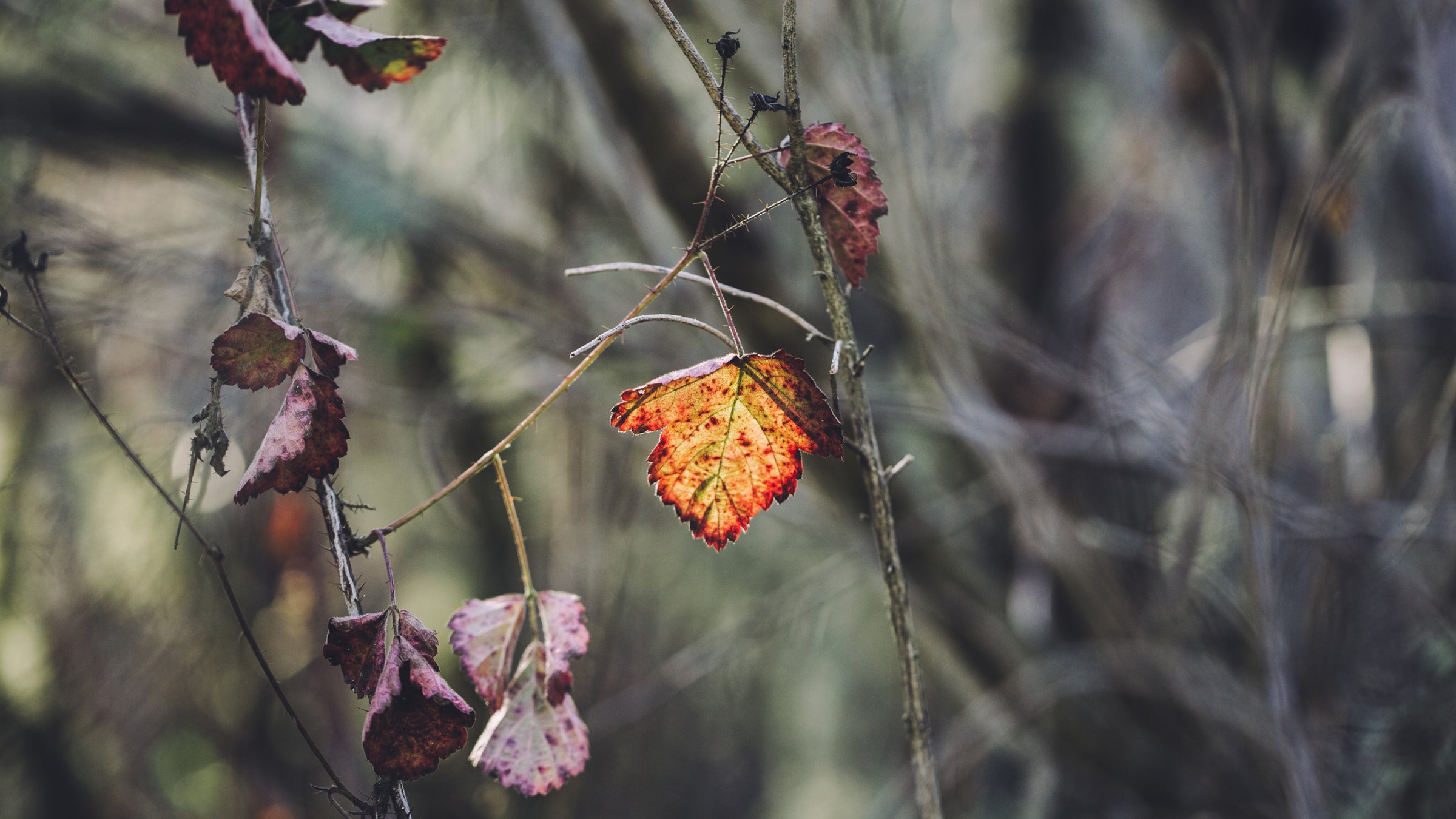 With spring comes poison oak.