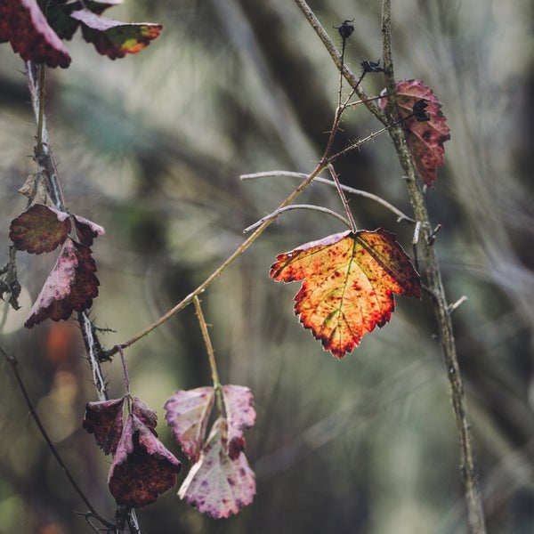 With spring comes poison oak.