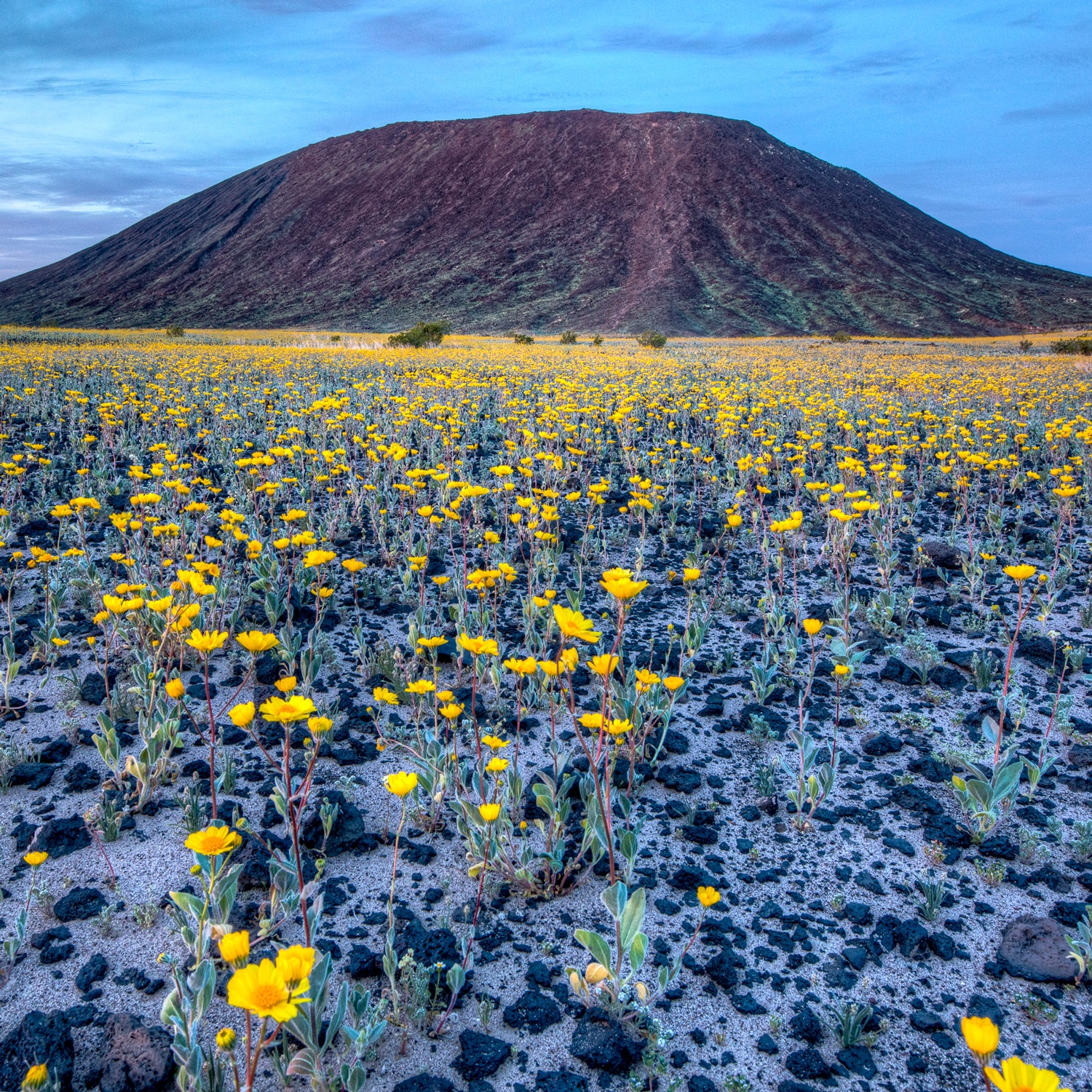 Outdoor series-Wildflowers