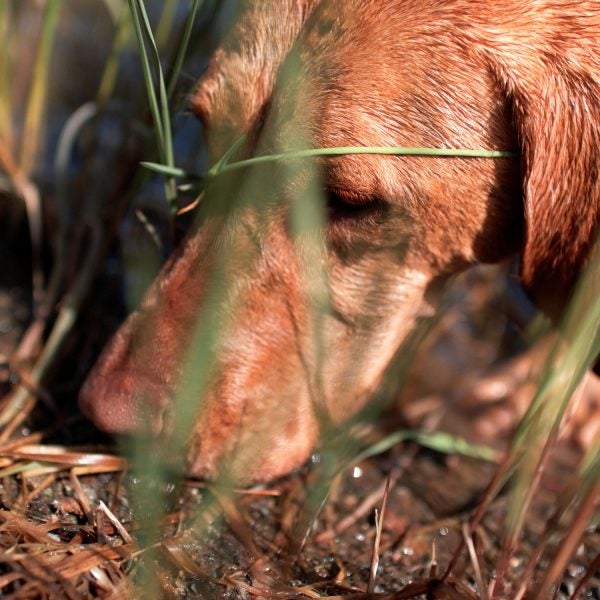 Wildlife Services uses M-44s to kill thousands of coyotes and red foxes each year—12,885 coyotes and 47 red foxes in 2015, they claim—but every year hundreds of non-target animals are accidentally killed as well, including black bears and, yes, a small number of family dogs.