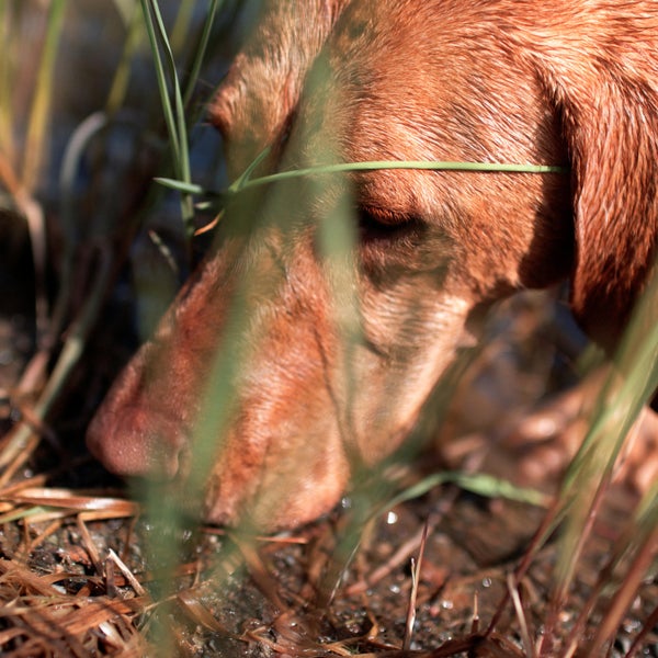 Wildlife Services uses M-44s to kill thousands of coyotes and red foxes each year—12,885 coyotes and 47 red foxes in 2015, they claim—but every year hundreds of non-target animals are accidentally killed as well, including black bears and, yes, a small number of family dogs.