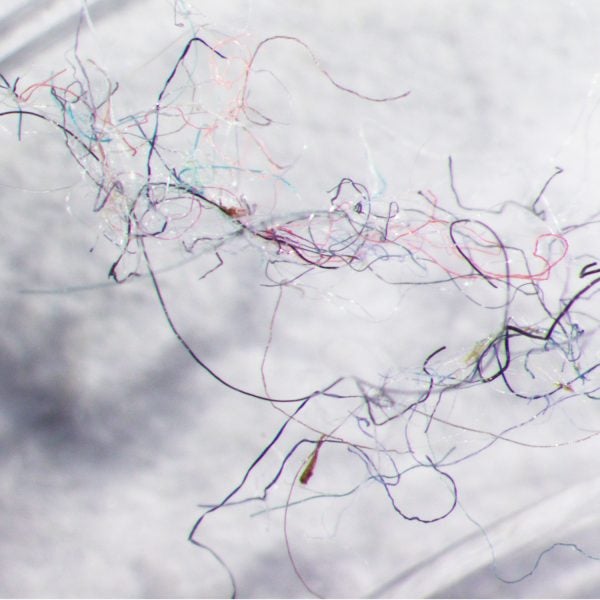 A seawater sample from Vancouver shoreline, with clearly evident fibers of different colors.