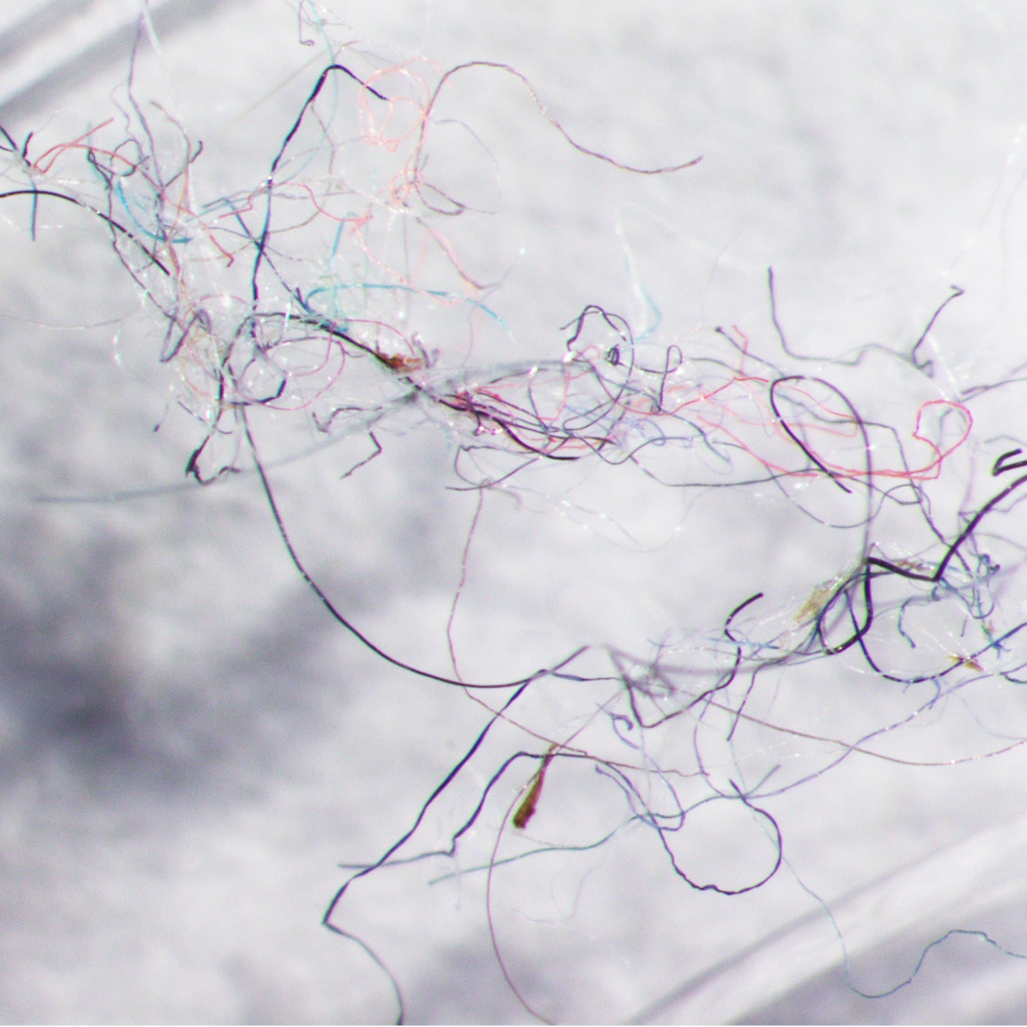 A seawater sample from Vancouver shoreline, with clearly evident fibers of different colors.