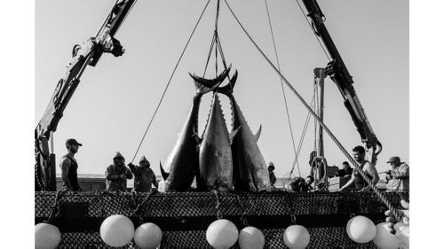 Atlantic bluefin tuna are among the most hunted species on the planet and one of the best ways to see the effects of an increasingly industrialized food chain. But for a few short weeks during early summer on Spain’s southern coast, an ancient ritual known as the almadraba still plays out—an intense, intimate, and violent tradition that strives to harvest some of the world's most valuable seafood in a sustainable manner.
Photographer Michael Magers traveled to Spain in 2015 to join a small crew of fisherman in the economically depressed town of Barbate and document the spectacle.