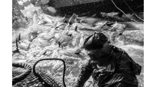 When the four boats that make up the cuadra are within feet of each other, the scene turns to chaos. A small group of men jump into the nets, now a stew of huge fish, some dead from concussions after impact with other fish, but others still thrashing. I position myself as close to the action as possible and am quickly soaked from head to toe in seawater and tuna blood as 1,000-pound monsters—bulls armed with sharp spines and snapping tails—pound the water in this narrow canal.