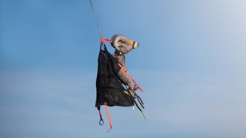 A Rocky Mountain bighorn sheep captured near Dubois, Wyoming, is transported to the staging area. The ram’s heavy horns make it extra important that the muggers properly secure its head. The Rocky Mountain bighorn sheep is the largest sheep species in North America and can weigh more than 300 pounds.