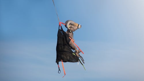 A Rocky Mountain bighorn sheep captured near Dubois, Wyoming, is transported to the staging area. The ram’s heavy horns make it extra important that the muggers properly secure its head. The Rocky Mountain bighorn sheep is the largest sheep species in North America and can weigh more than 300 pounds.