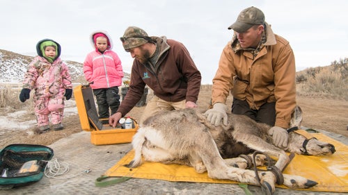 Kevin Monteith (left) of the University of Wyoming administers an ultrasound as Patrick Lionberger (right) of the Bureau of Land Management tries to keep the doe calm. Monteith’s two daughters observe their dad at work.
The ultrasound allows researchers to determine if the doe is pregnant. By measuring the eye diameter of the fetus, researchers can assess its stage of development. Female mule deer typically carry twins but occasionally have triplets.