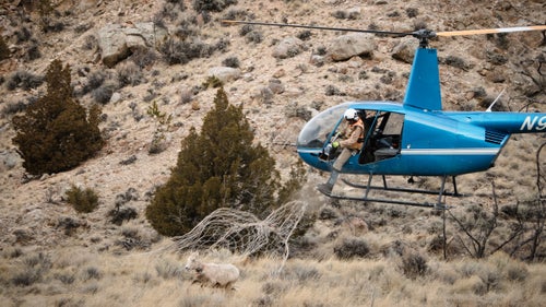 The Wyoming Migration Initiative (WMI) is composed of researchers, writers, students, and conservationists who strive to advance the understanding of the state’s migratory deer and bighorn sheep. Increases in private housing developments, traffic, and energy extraction on our public lands have threatened many ungulate migration routes in Wyoming. For a week in March, photographer Ben Kraushaar shadowed the WMI folks as they captured and collared 35 Rocky Mountain bighorn sheep and 220 mule deer throughout Wyoming. From the Red Desert to eastern Greater Yellowstone, Kraushaar documented the steps involved in WMI’s efforts to better understand the migrations and health of these animals. Here, Kraushaar shares a behind-the-scenes look at the fast-paced life of wildlife biologists collecting invaluable data in the field. Photo: Kevin Coates, who works for Native Range Capture Services, nets a bighorn sheep. Once netted, the mugger (the person who subdues the animal) jumps from the chopper and carefully hobbles and blindfolds the sheep. For deer and sheep, sedation is usually unnecessary. Coates then carefully prepares the animal for transport to a nearby field research setup.