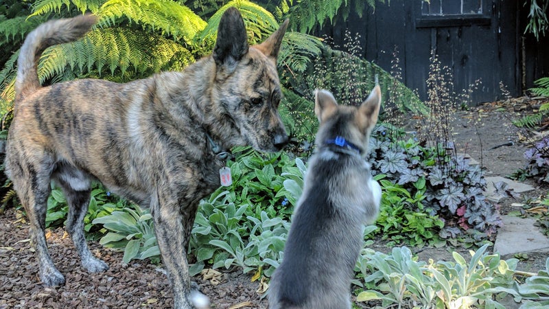 Wiley is still pretty skeptical about this puppy business. I figure it'll take a week or two for him to come around, then the two will be best friends.