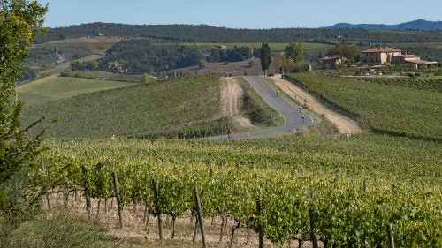 Unsurprisingly, there are a lot of vineyards along the road in Tuscany.