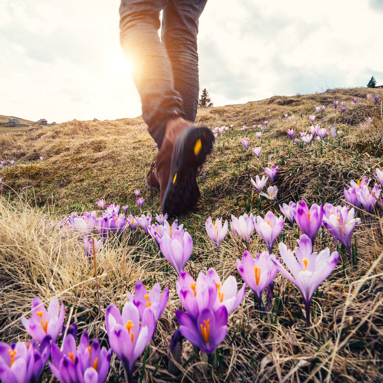 Propagating the wildflowers you see in nature is surprisingly easy.