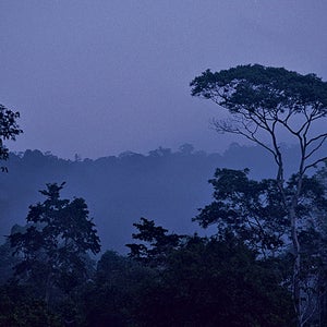 A refuge for outlaws, animals, and poachers: The Dairén Gap's thick, inaccessible rainforest