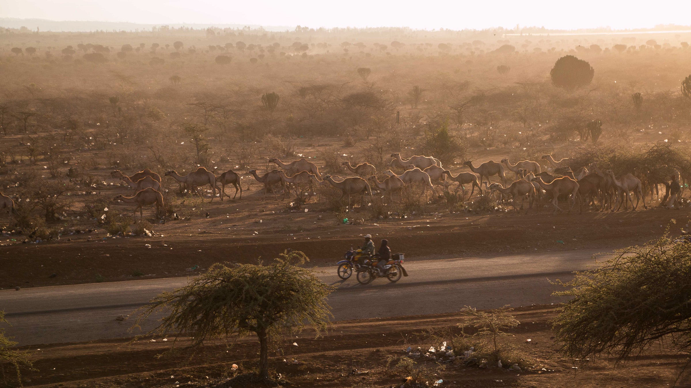 A flock of camels near Laikipia village at dusk.