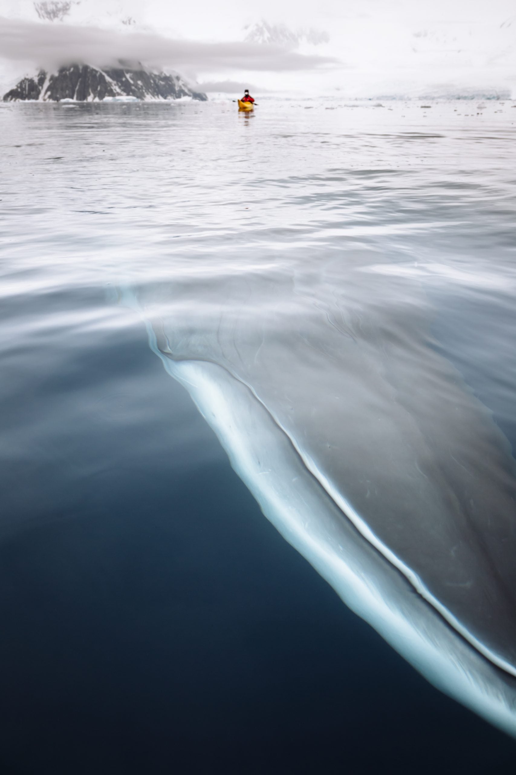 A curious Minke whale in Neko Harbour, Antarctic Peninsula, Antarctica.