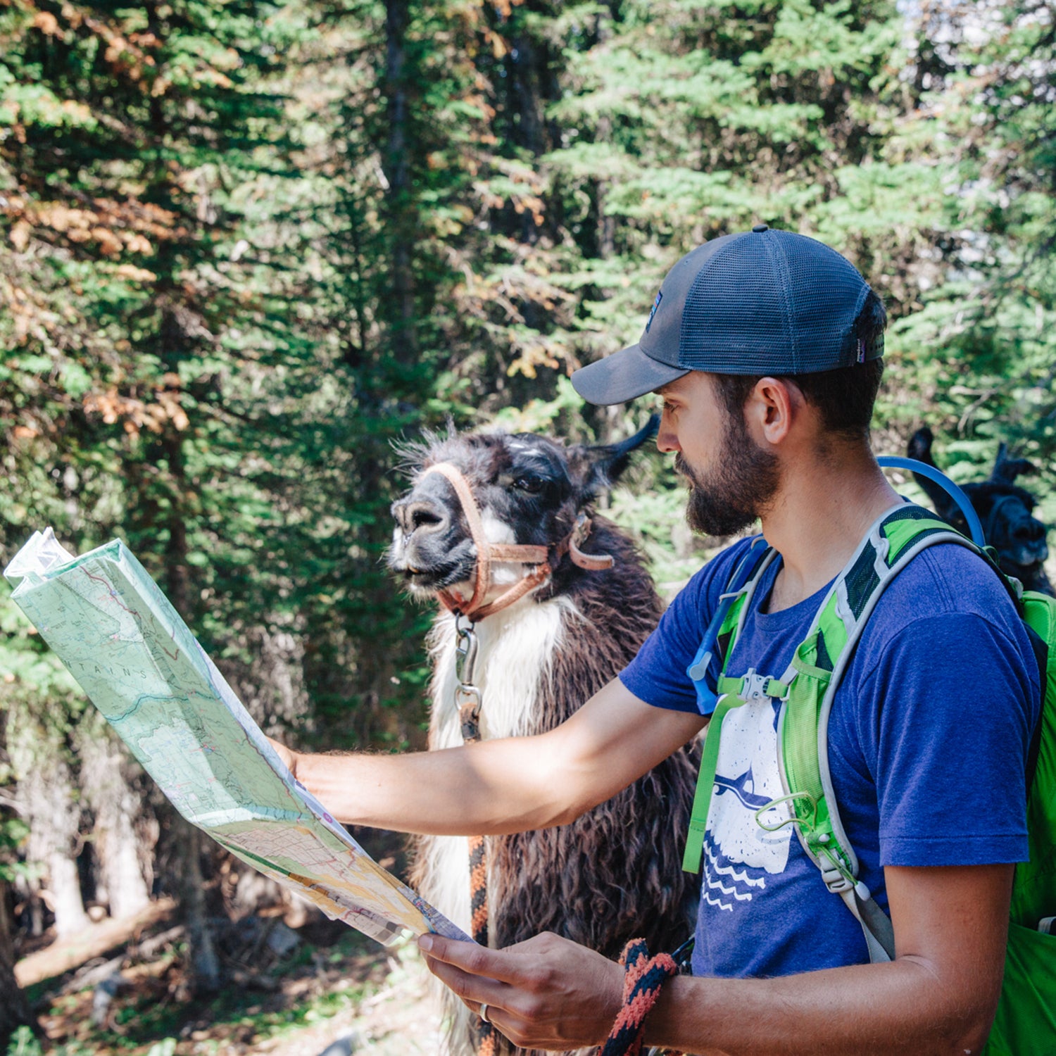 Llamas can help hikers and other outdoorspeople schlep creature comforts to far-off campsites.