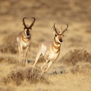 Can a human chase down an antelope on foot?