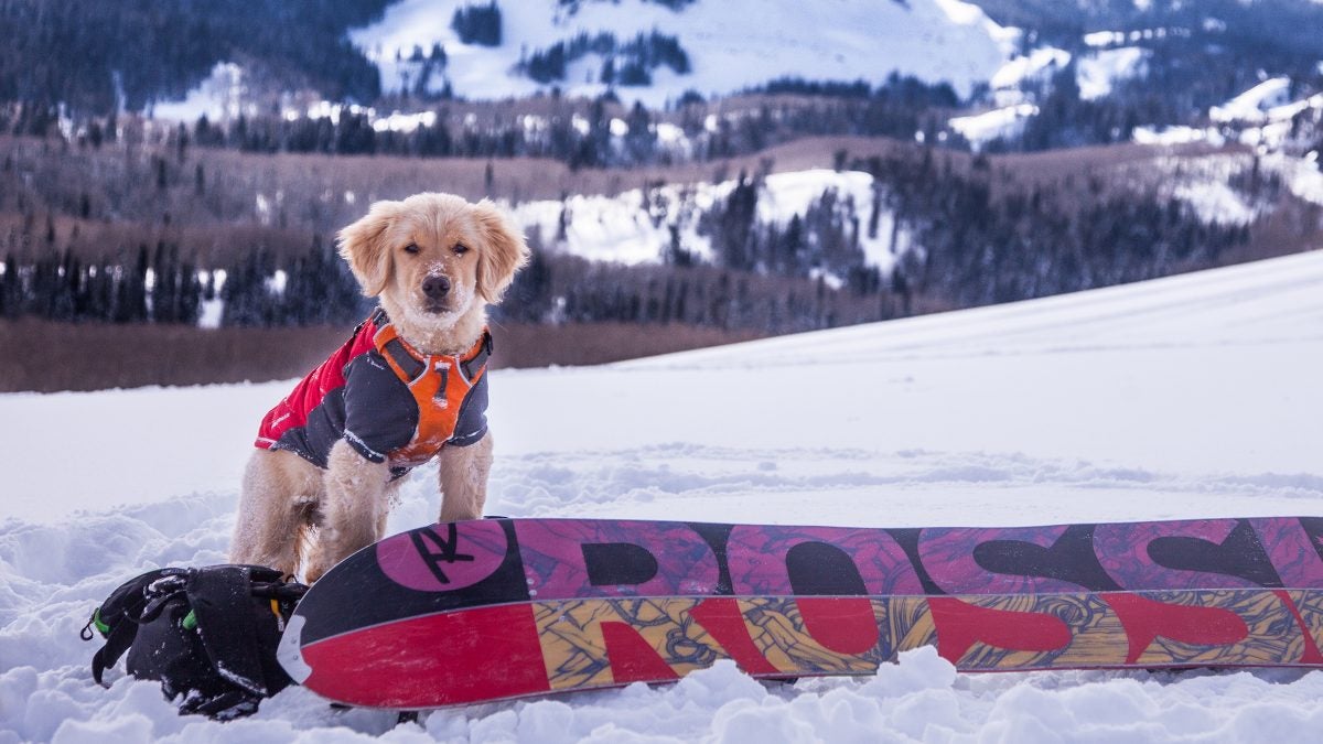 The Best Dog Gear Outside Online