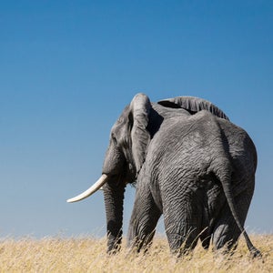 An elephant in Tanzania.