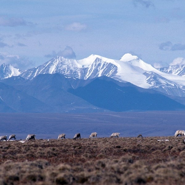 Brooks Range in the Arctic National Wildlife Refuge (ANWR) where Congress may allow drilling.