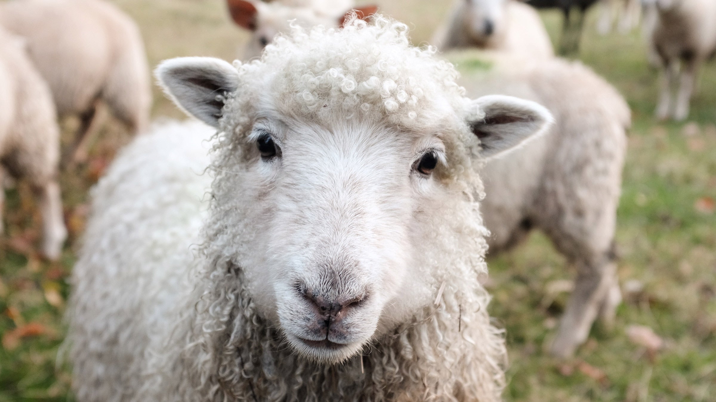 Some merino wool brands are herding together.