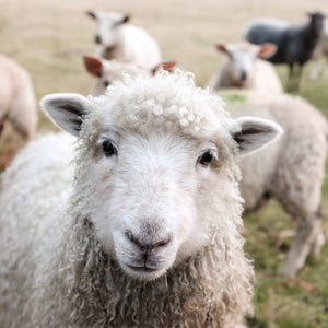 Some merino wool brands are herding together.