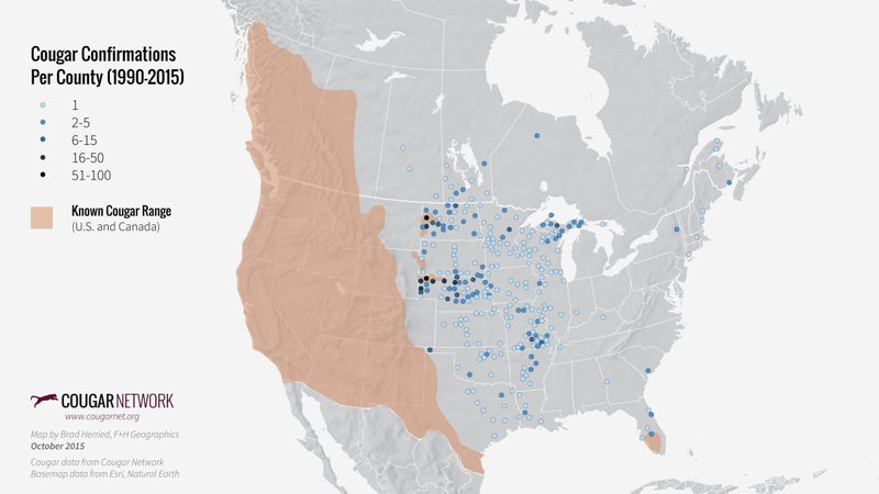 Confirmed cougar sightings outside their current, established range.