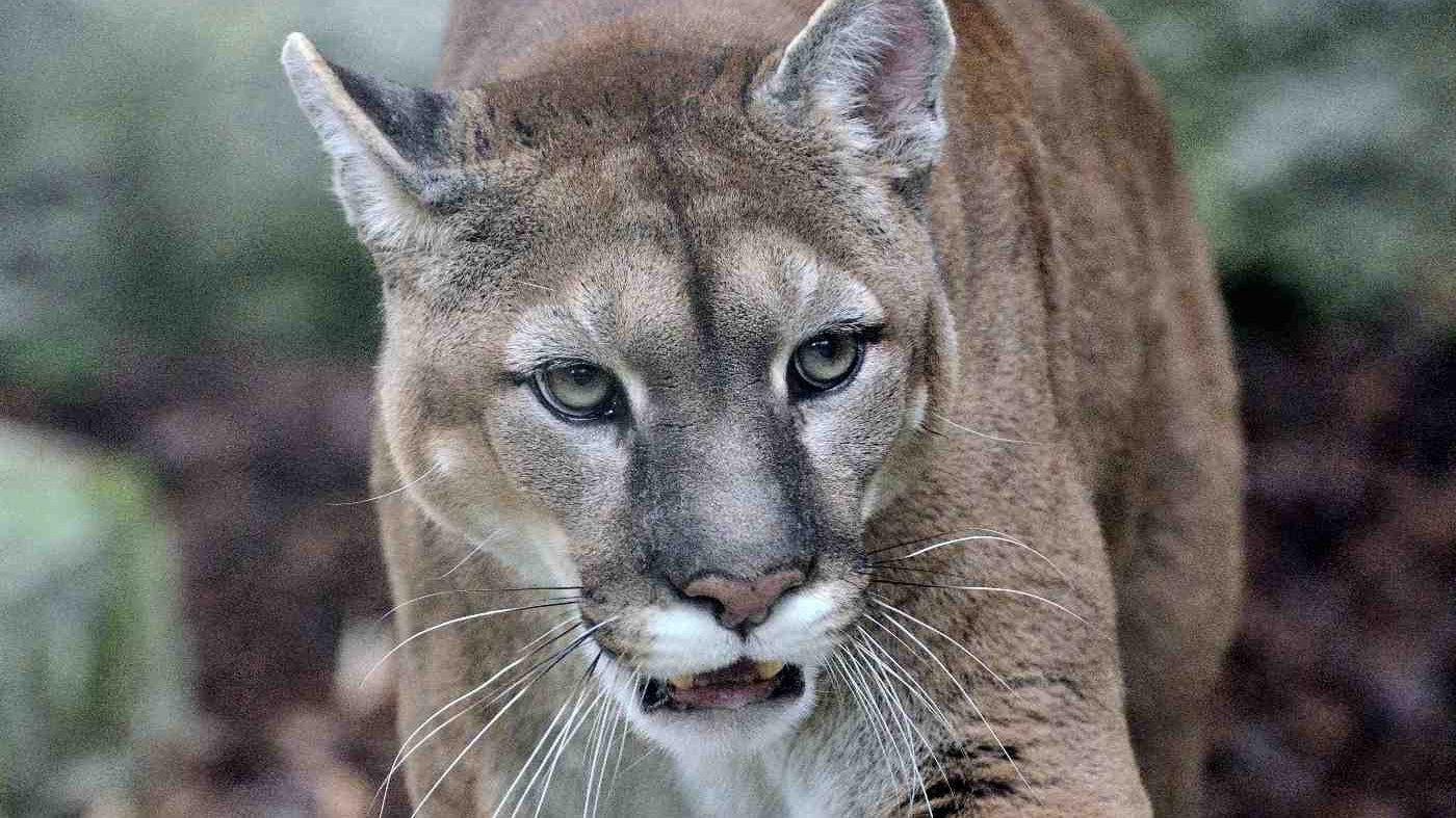 eastern puma status