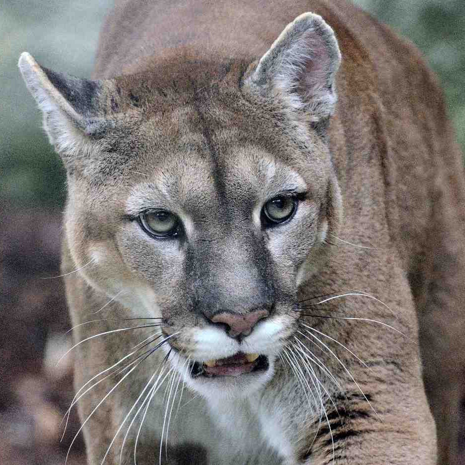 This Isn't End of the Cougar - Outside Online