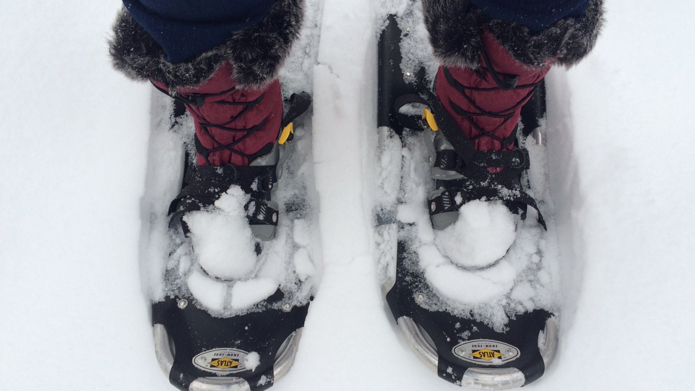 Do Dogs Needs Boots For Walking In Snow