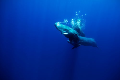“It’s amazing how the water color changes between the different oceans,” Wright says. She photographed these sperm whales while diving in Portugal’s Azores. “The Atlantic Ocean is so rich and blue.”