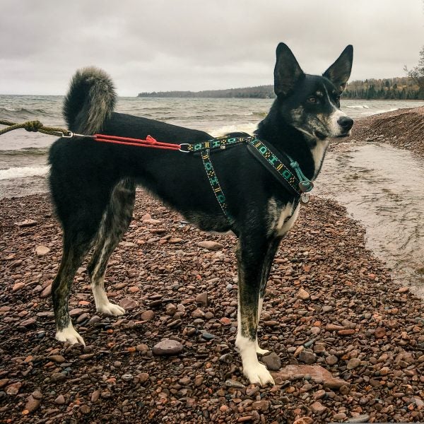 The authors pup, Charlie. A very very good boy.