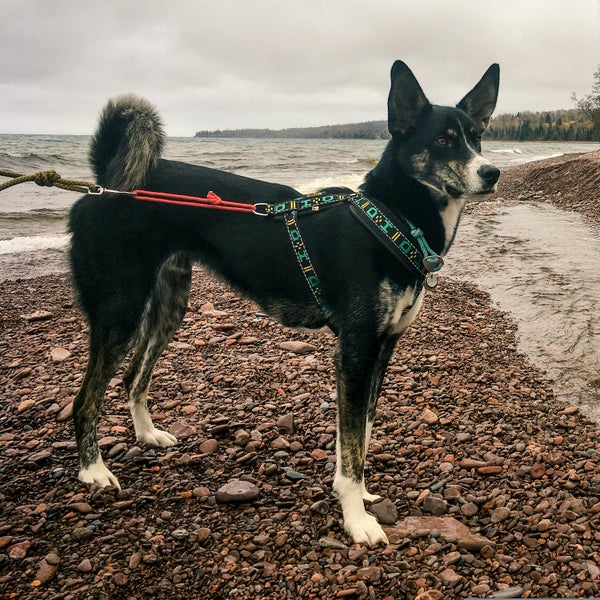 The authors pup, Charlie. A very very good boy.