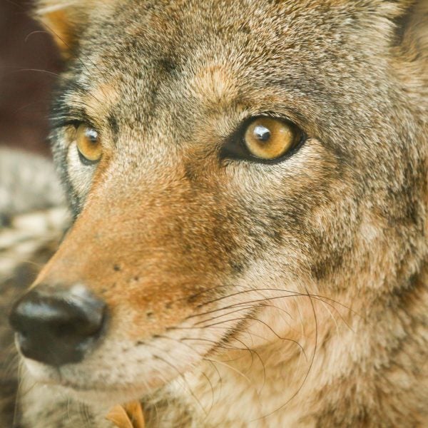 Recently, however, a new deterrent emerged from the woods: coyotes.