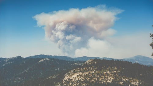 Some forests will regrow thinner after fire. In places, the composition of forests will shift to different species that better compete in the new environment.