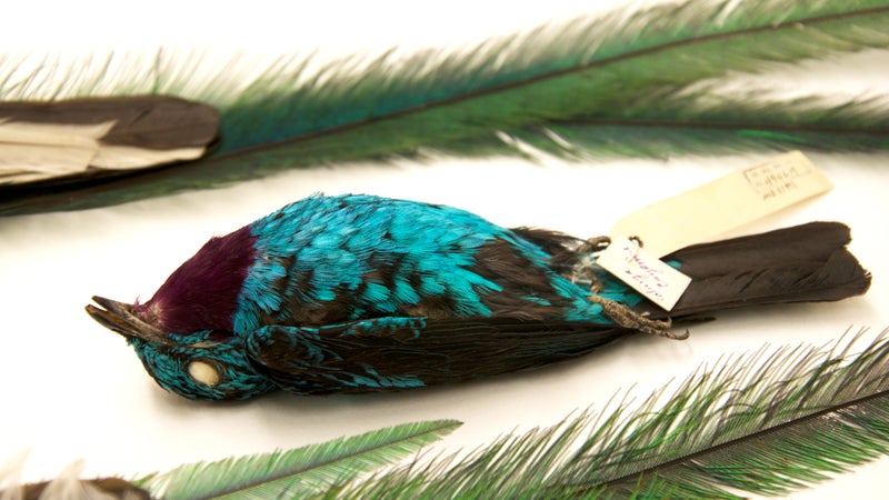 The Spangled Cotinga (Cotinga cayana), or 'blue chatterer' in the fly-tying world, is one of the main species that Rist targeted in his theft of London's Tring Natural History Museum. Photographed at the Museum of Southwestern Biology, Albuquerque.