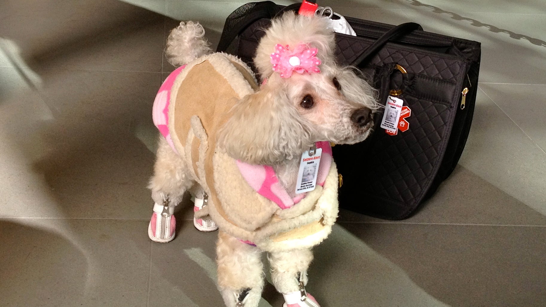 Fake Service Dog Ids Prompt New Law