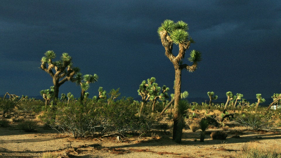People Keep Finding Bodies in Joshua Tree | Outside Online