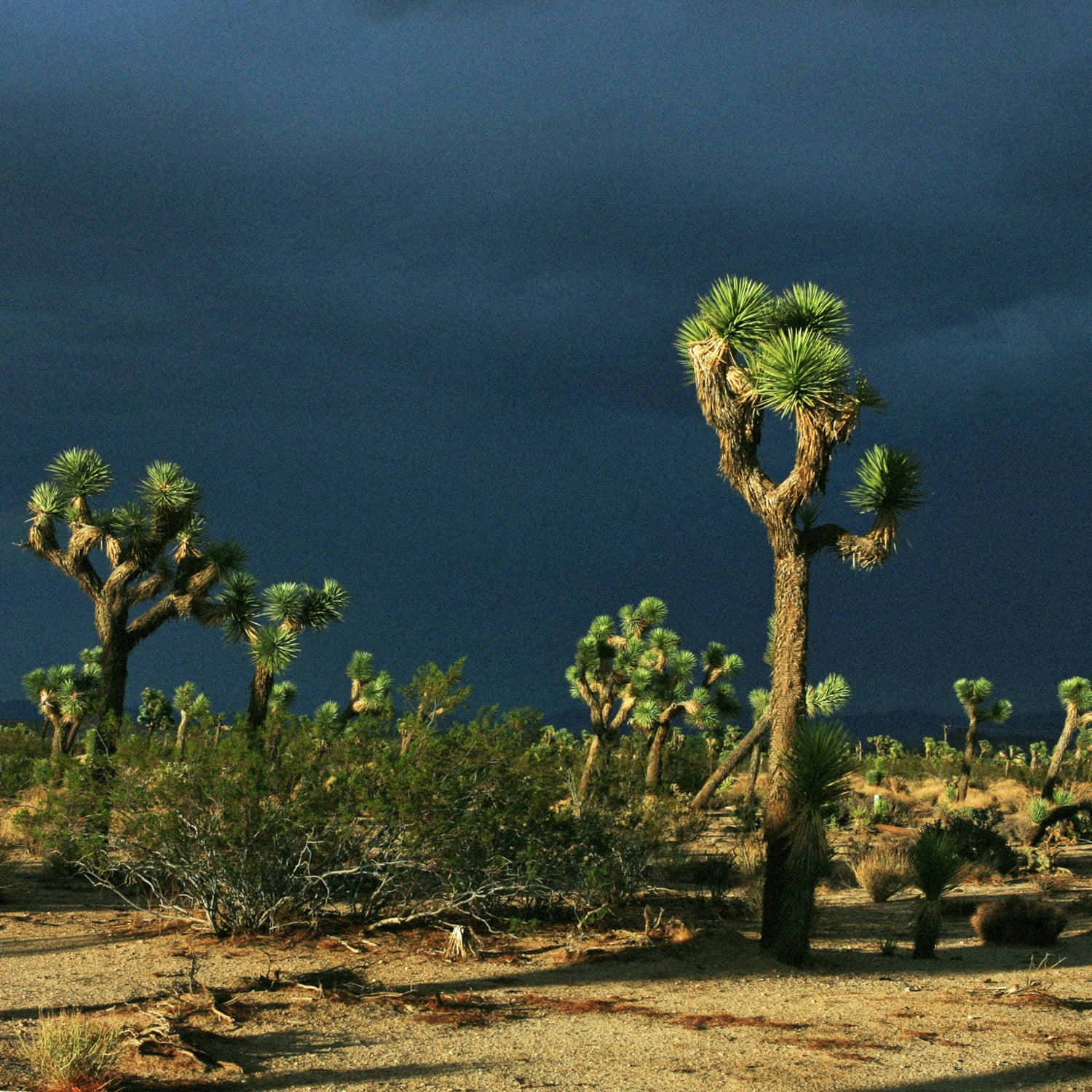 Death seems drawn to this desert.