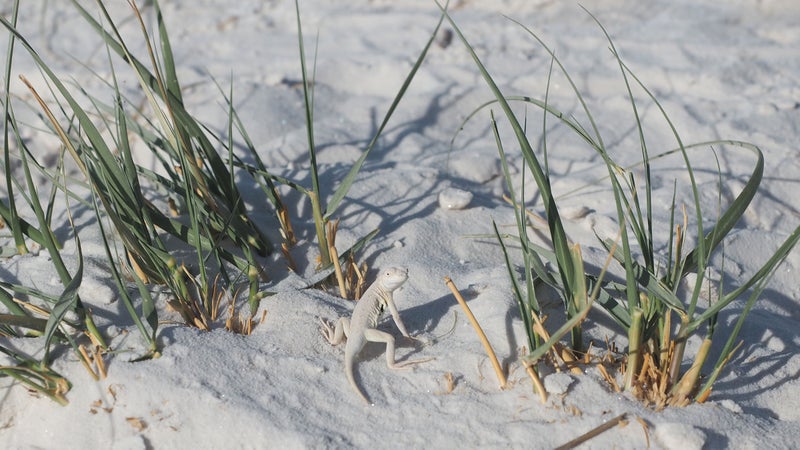 A bleached earless lizard.