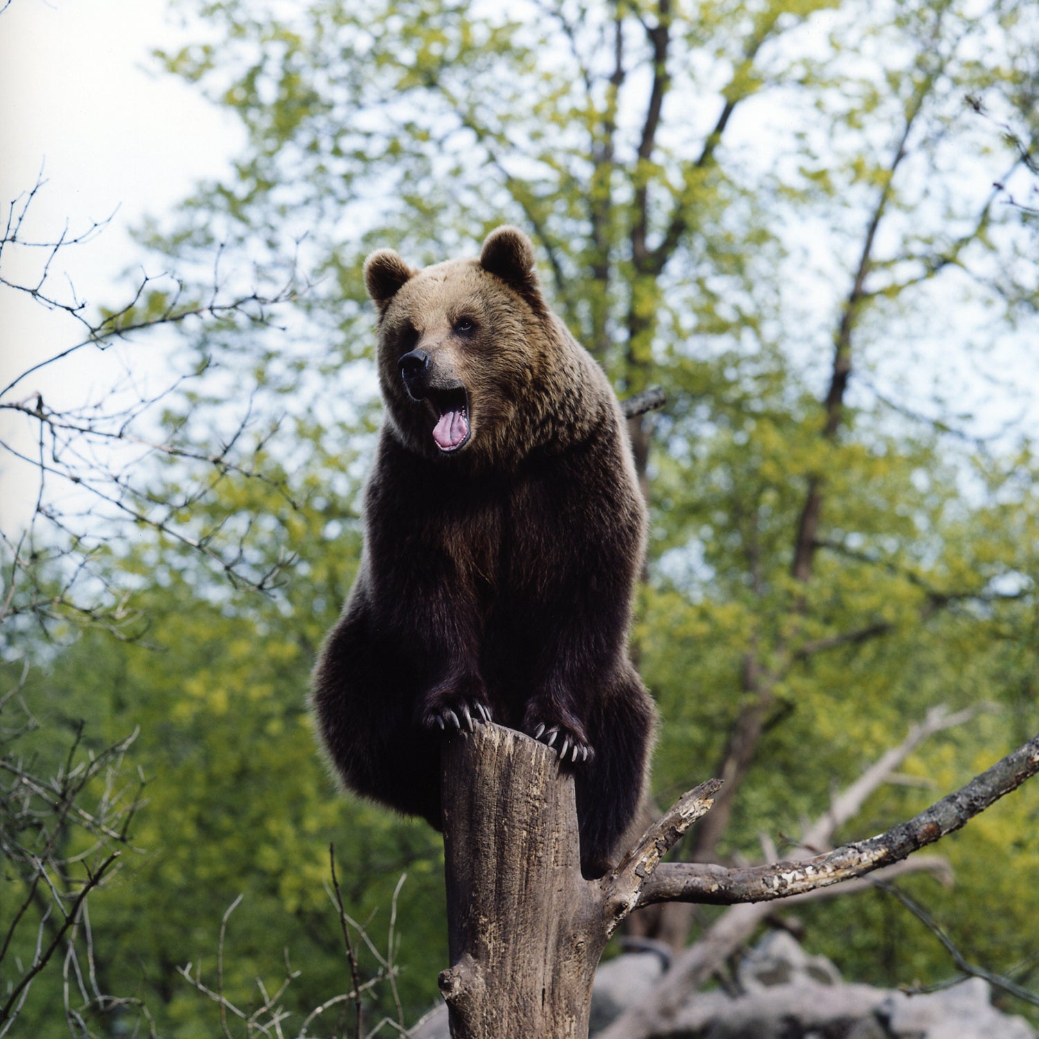 Stand your ground. Remain calm. Make yourself as large as possible.