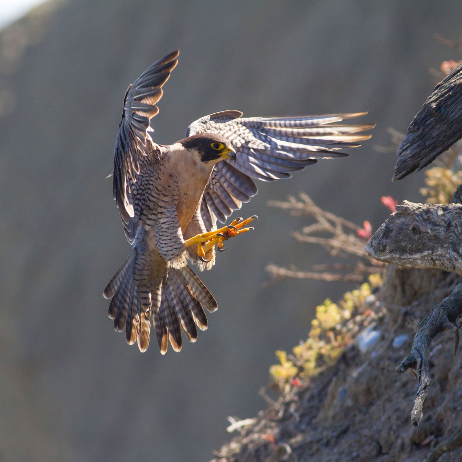 In 1999, the peregrine was delisted. Since then, the bird’s numbers have steadily increased.