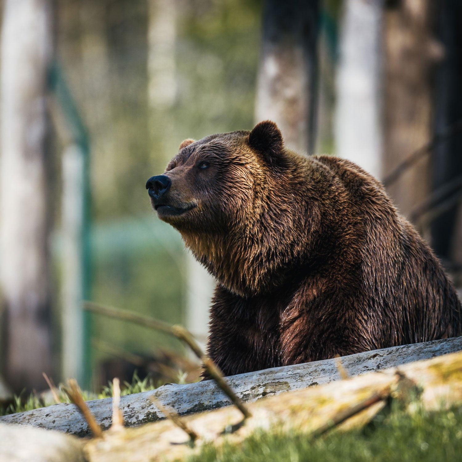 Will public attention translate to public outrage against Wyoming's fall bear hunt?