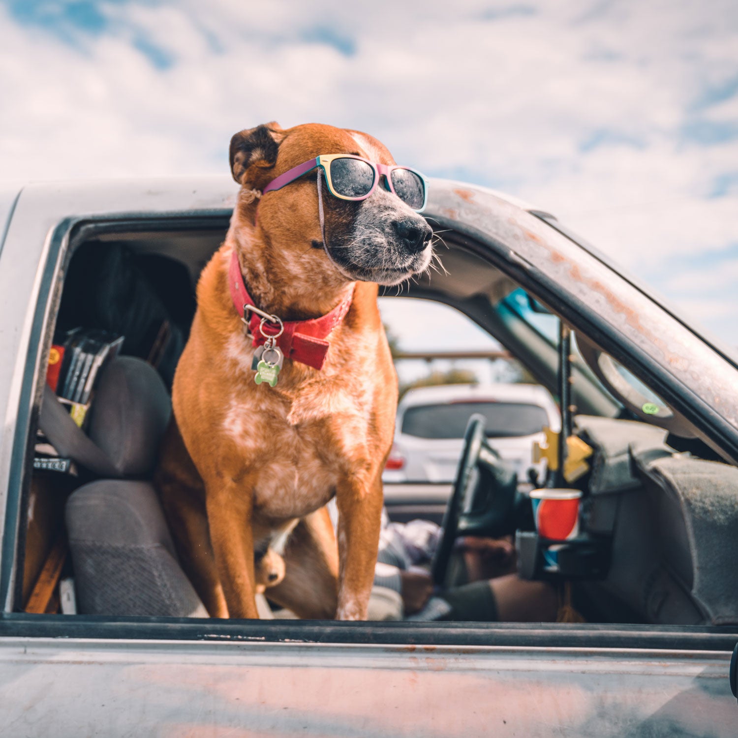 Vacation doesn't have to mean leaving your best friend at home.