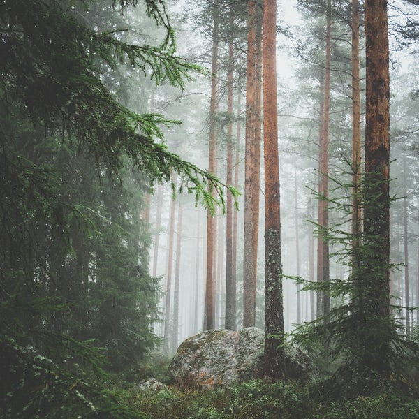 WMAs make for fantastic hiking trails and pristine forests after hunters pack up for the season.