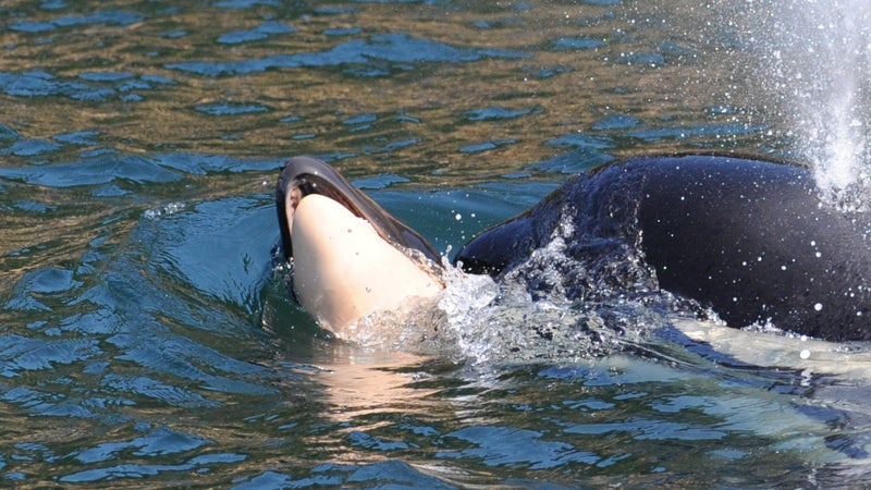 Tahlequah, or J35, carried her dead newborn calf for 17 days and 1,000 miles