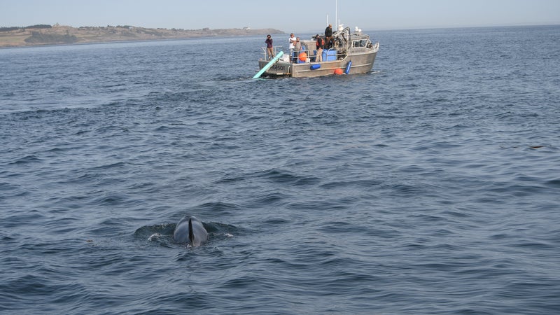 A Lummi Nation vessel releases live salmon in an attempt to feed Scarlet