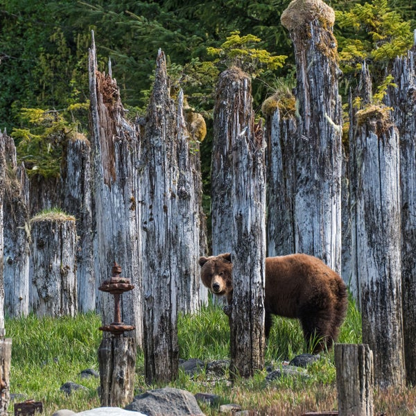 Why Hunting A Single Grizzly Bear Is Such A Big Deal Outside Online