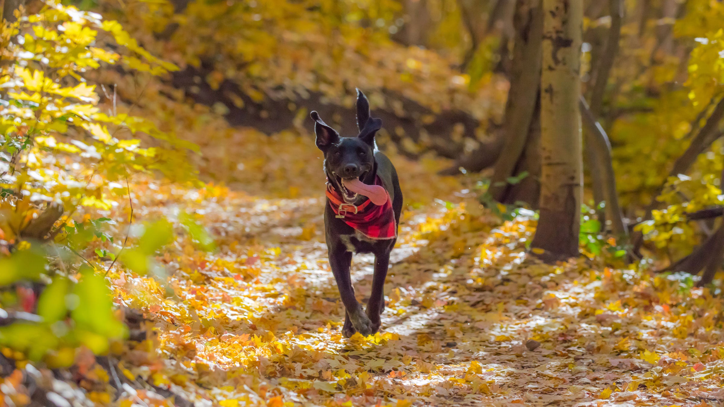 Should I Let My Dog Off Leash